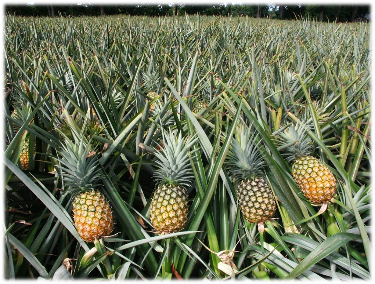 Pineapple-Farming