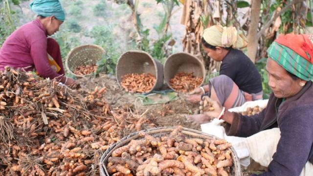 Turmeric